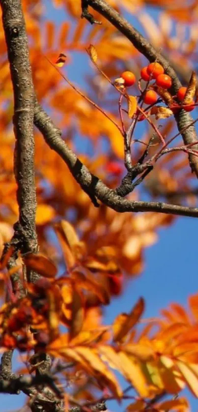 Vibrant autumn branch with orange leaves against a blue sky.