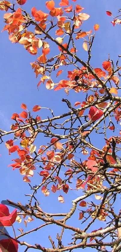 Red autumn leaves against a clear blue sky.