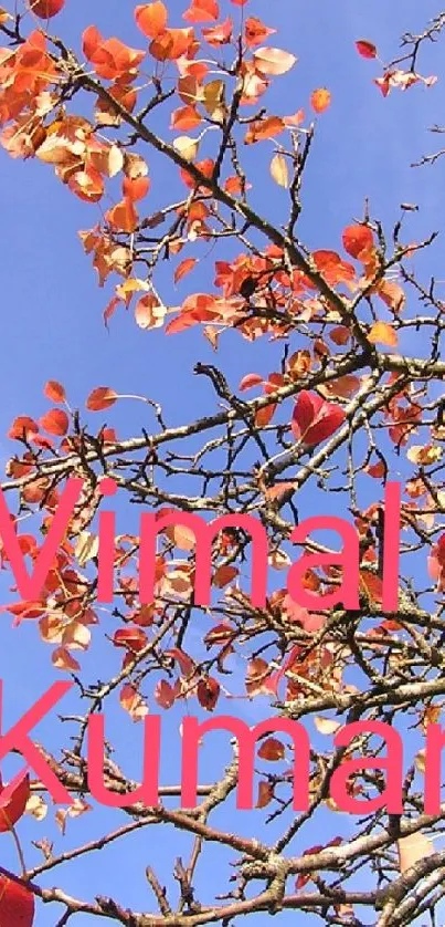 Vibrant autumn branches with red leaves on a clear blue sky background.