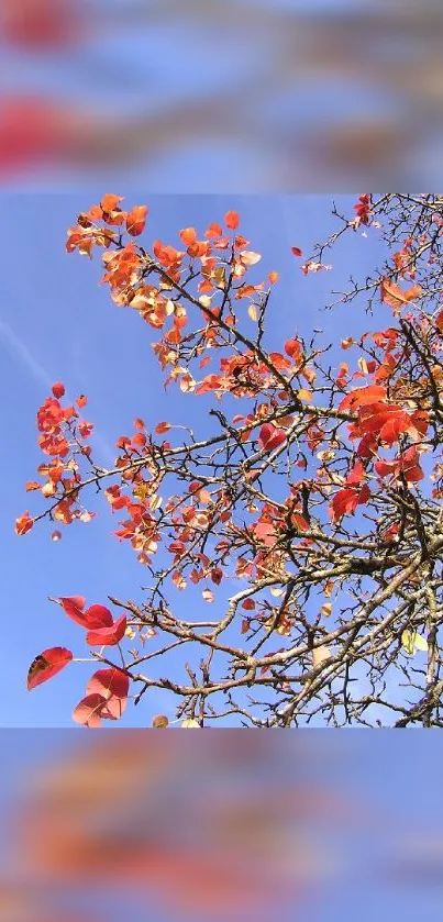 Autumn branches with orange leaves against a blue sky.