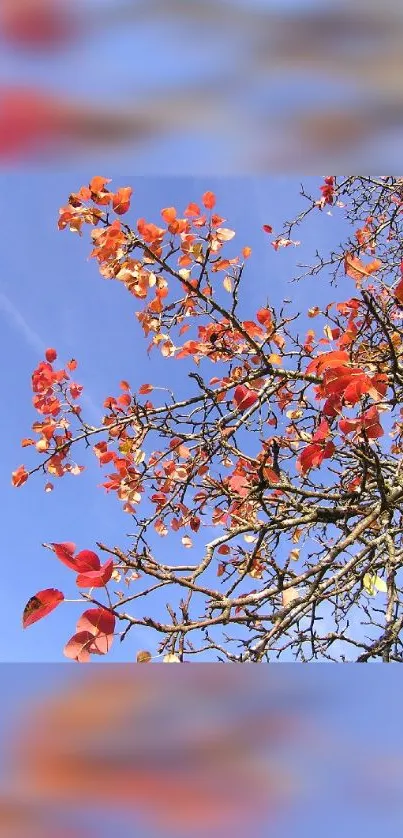 Autumn branches with red leaves against a clear blue sky.