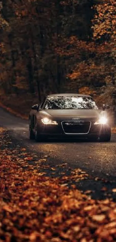 Car on forest road with autumn leaves.