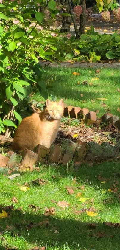 Ginger cat sitting in a sunlit garden with green foliage.