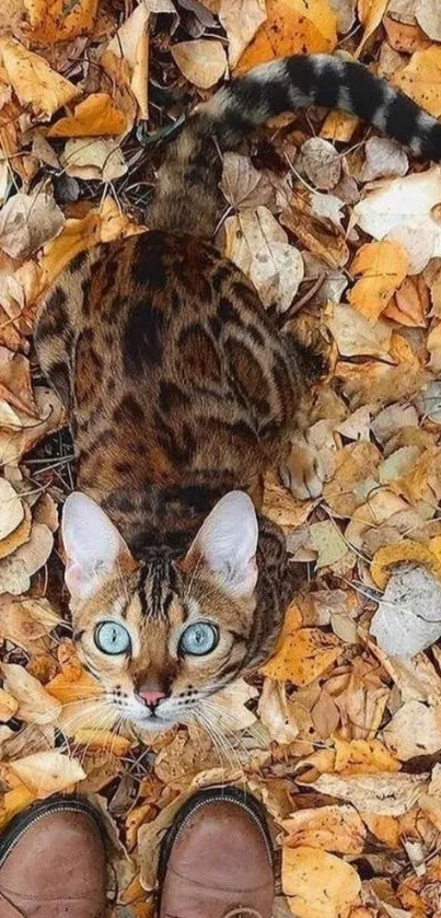 Bengal cat with blue eyes on autumn leaves.