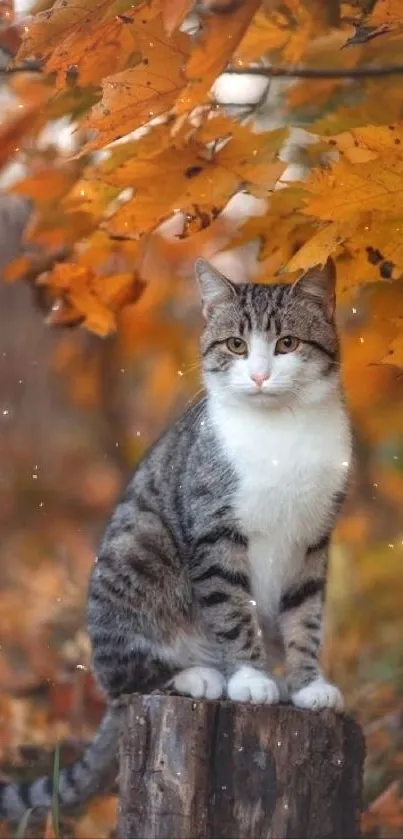 Cute cat on tree stump amid orange leaves in autumn.