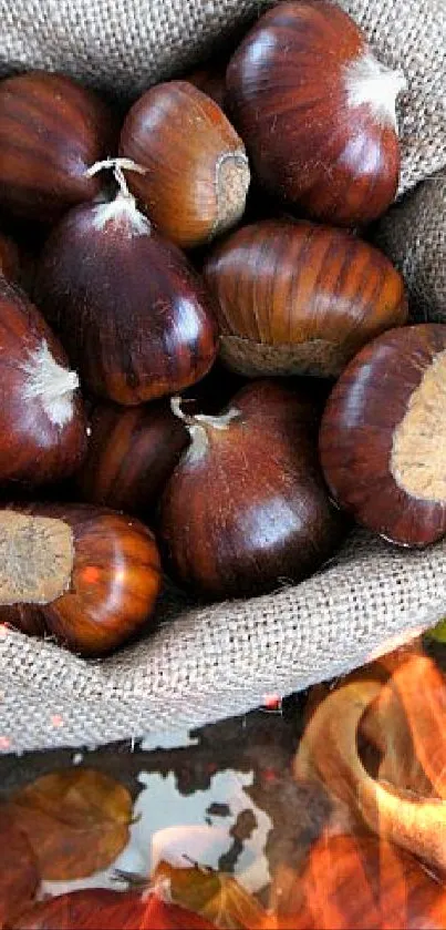 Burlap sack of chestnuts surrounded by autumn leaves.