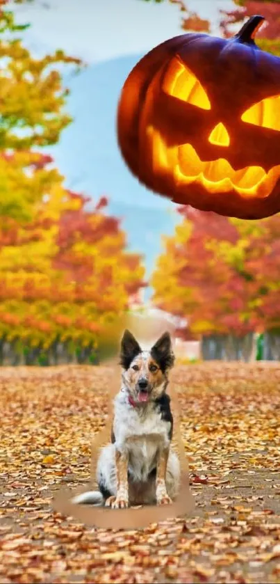 Dog on fall leaves with Halloween pumpkin.