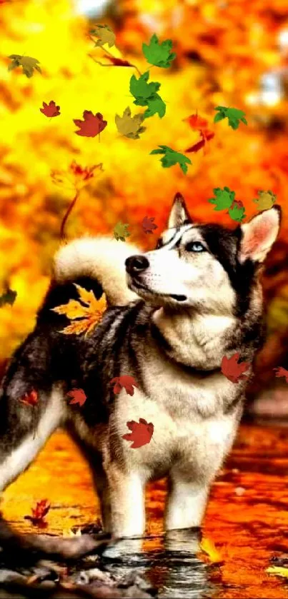 Husky dog in an autumn forest with colorful leaves.