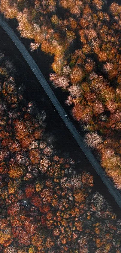 Aerial view of autumn forest with red and orange trees.