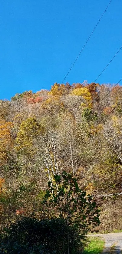 Serene autumn forest with blue sky and colorful foliage.