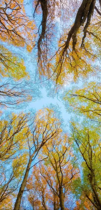 Vibrant forest canopy with golden autumn leaves against a blue sky.