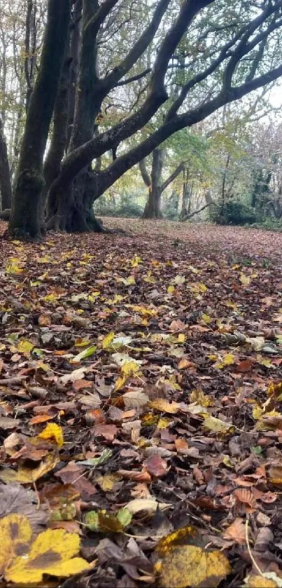 Autumn leaves cover a serene forest floor under canopy.