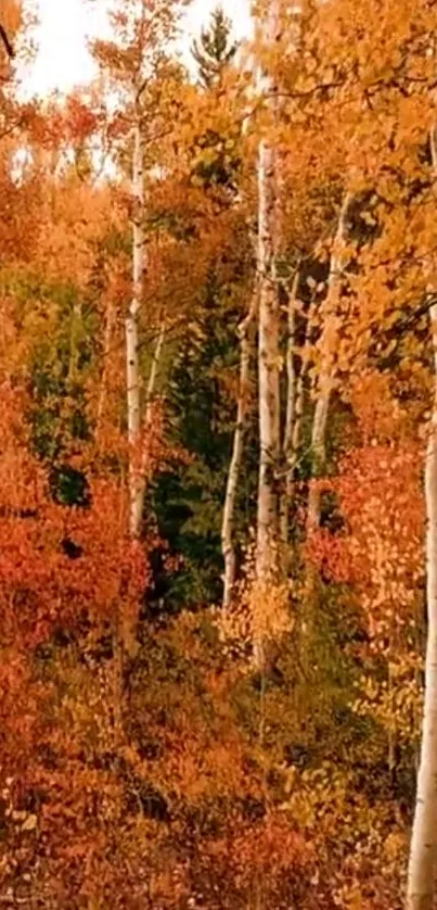 Autumn forest with orange foliage and birch trees.