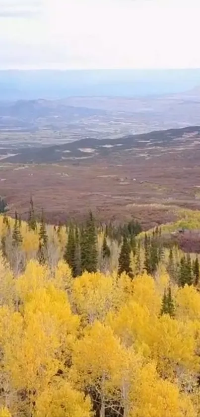 Autumn forest with yellow trees and mountain views in the background.