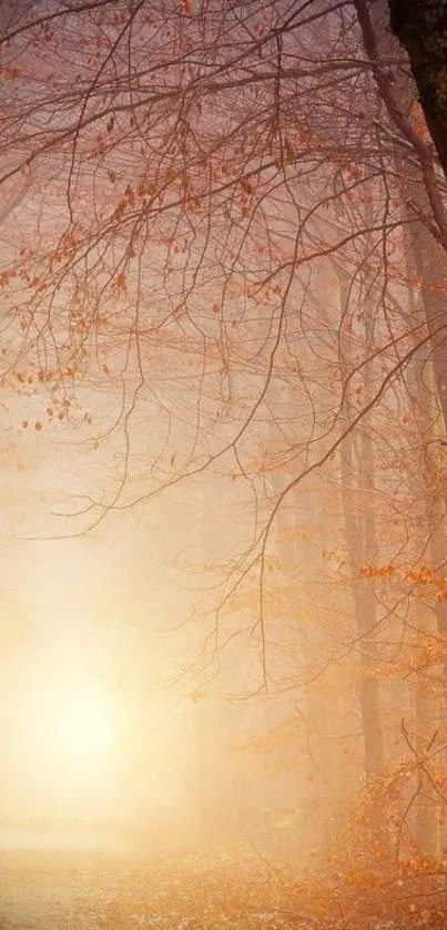 Serene autumn forest scene with golden light and bare branches.