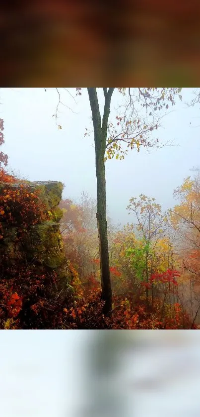 Serene autumn forest with mist and vibrant fall foliage background.