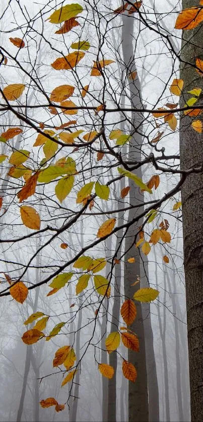 Misty forest with autumn leaves in overcast grey.