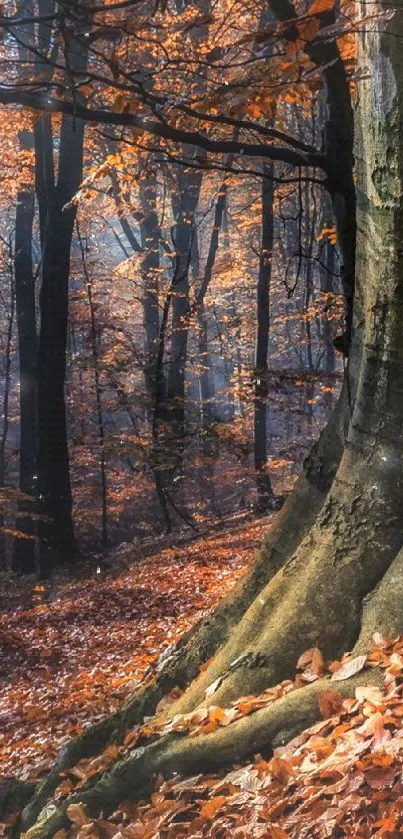 Autumn forest with vibrant fall leaves and sunlight streaming through trees.