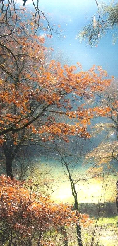 Beautiful autumn forest mobile wallpaper with vibrant colors.