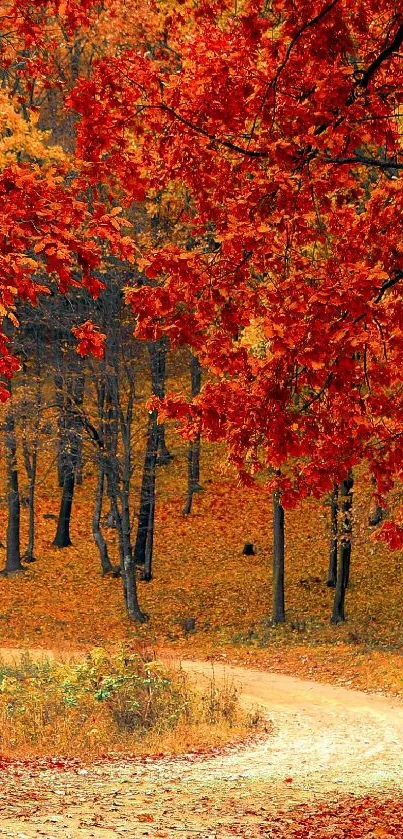 Autumn forest path surrounded by vibrant orange leaves.