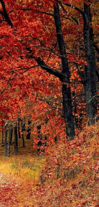 Vibrant autumn forest with red and orange leaves and a woodland path.