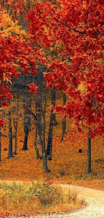 Autumn forest path with vibrant red and orange leaves.