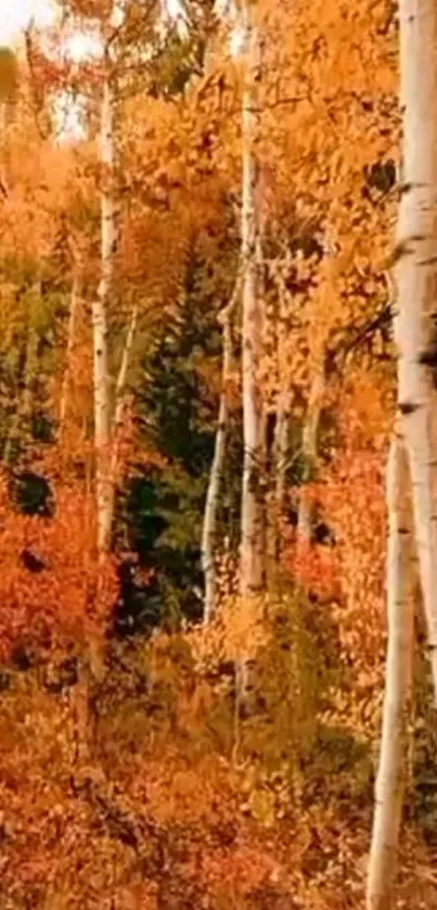 Vibrant autumn forest with birch trees and golden leaves, perfect for wallpaper.