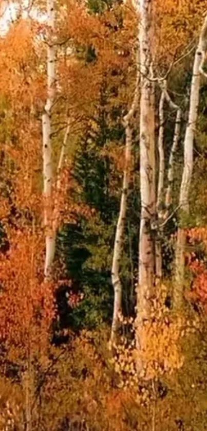 Mobile wallpaper featuring a vibrant autumn forest with orange and golden leaves.