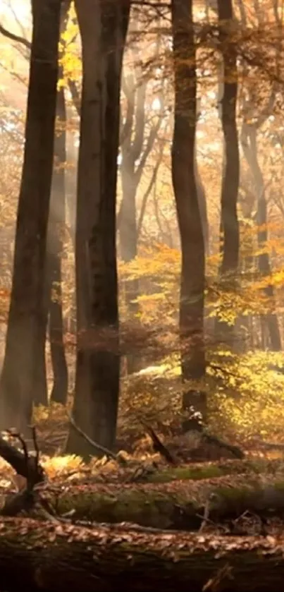 Autumn forest scene with sunlit trees and golden leaves.