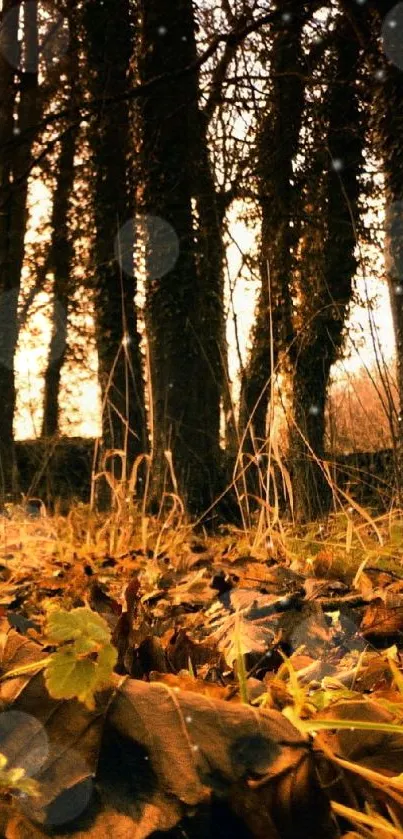 Autumn forest with golden leaves on the ground and sunlight filtering through trees.