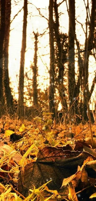 Golden autumn forest with fallen leaves and tall trees.