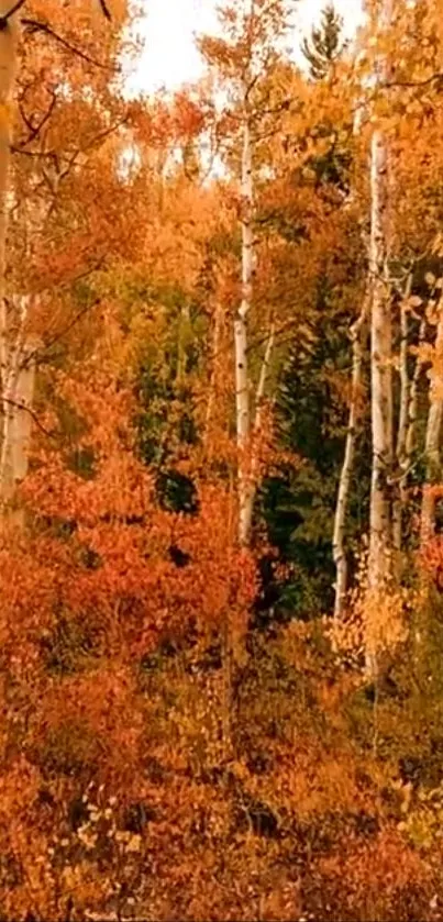 Autumn forest with vibrant orange leaves and birch trees.