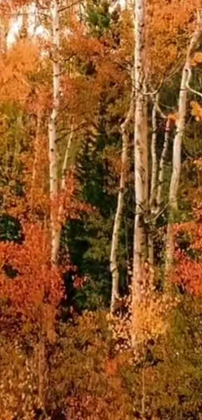 Vibrant autumn forest with orange leaves and birch trees.