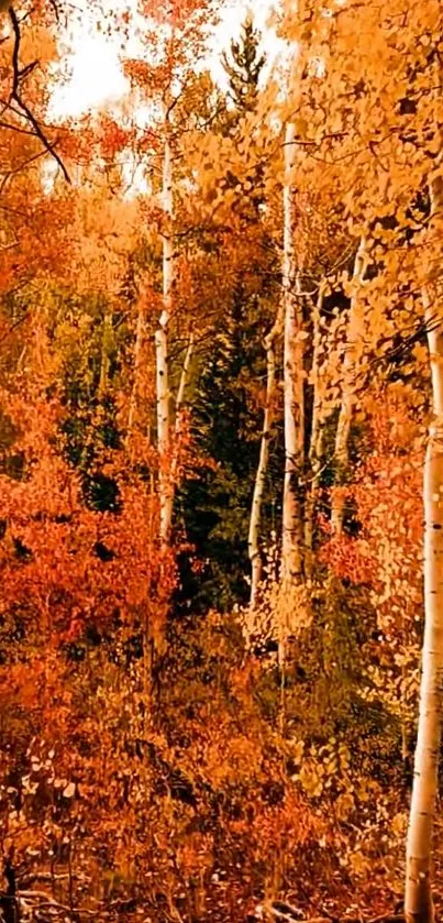 Autumn forest with vibrant orange and yellow foliage.