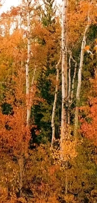 Vibrant autumn forest with orange leaves and tree trunks.