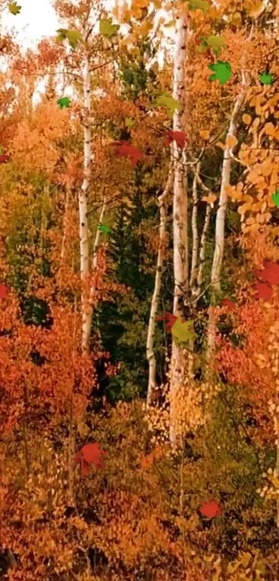 Orange autumn forest with vibrant fall leaves.