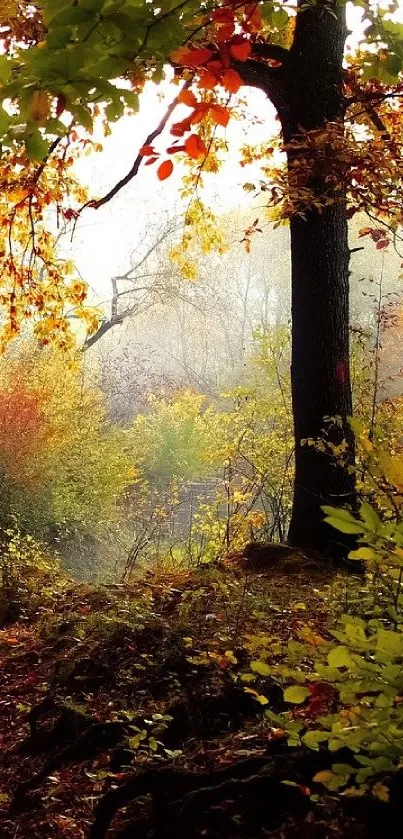 Mobile wallpaper featuring an autumn forest with vibrant yellow foliage.