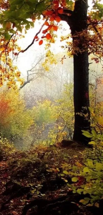 Serene autumn forest with colorful foliage and vibrant greenery.