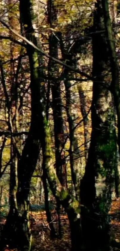 Autumn forest with towering trees and vibrant fall colors.