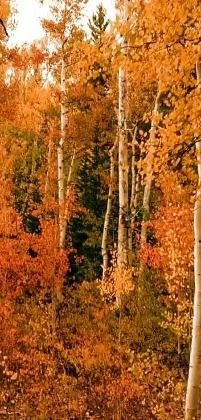 Autumn forest with vibrant orange trees and leaves, ideal for mobile wallpaper.