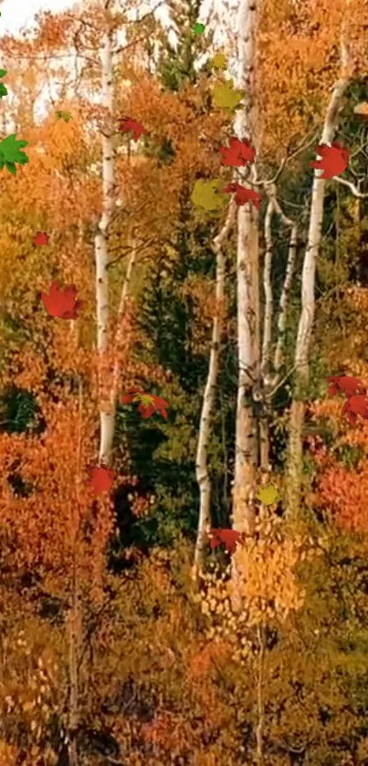 Autumn forest with orange leaves and birch trees.