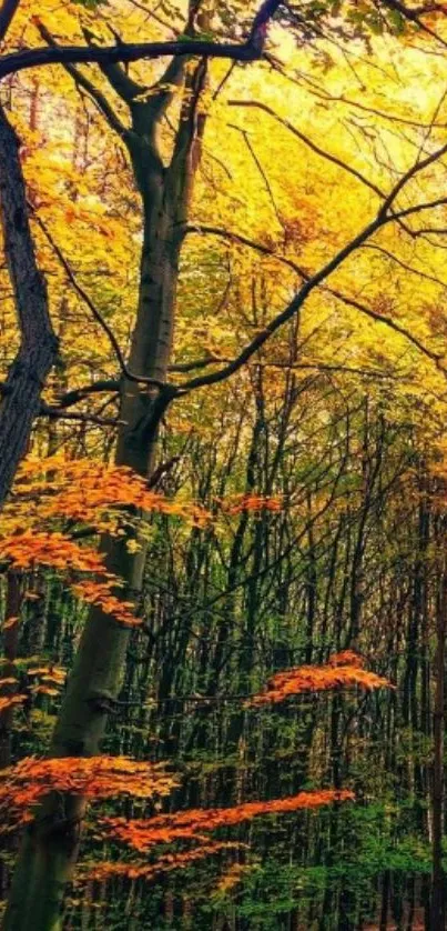Vibrant autumn forest scene with golden leaves.
