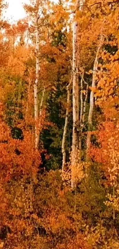 Vibrant autumn forest with orange leaves and birch trees.