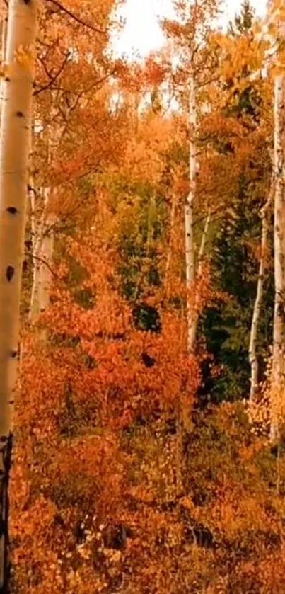 Autumn forest wallpaper with birch trees and orange leaves.