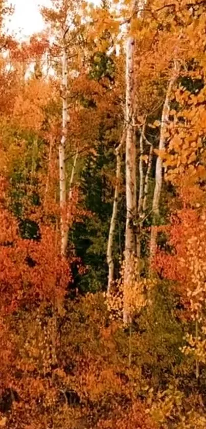 Autumn forest with orange leaves on trees.