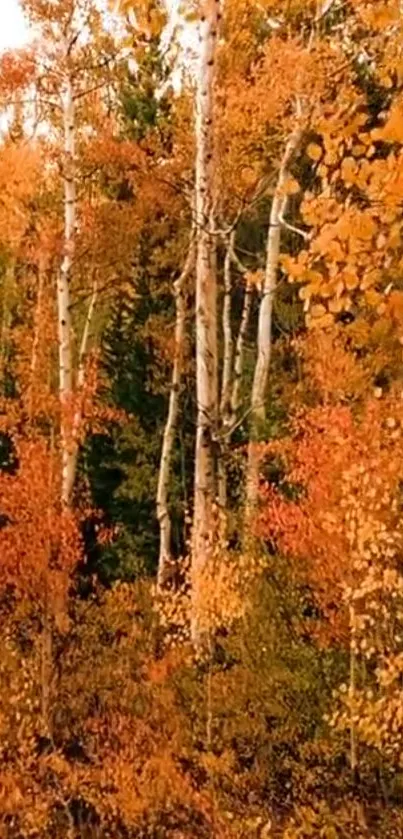 Vibrant autumn forest with orange foliage.