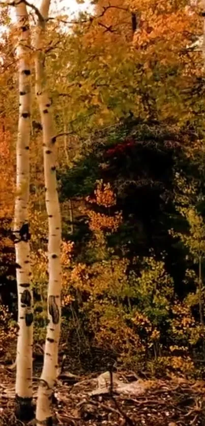 Autumn forest wallpaper with birch trees and orange foliage.