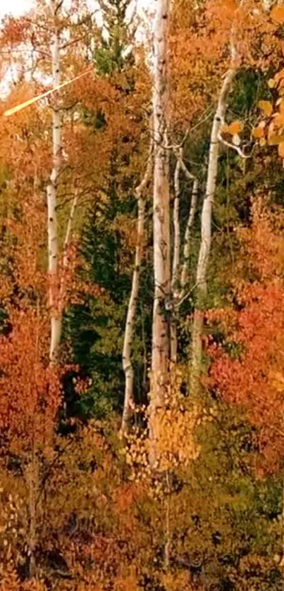 Vibrant autumn forest with birch trees and colorful foliage.