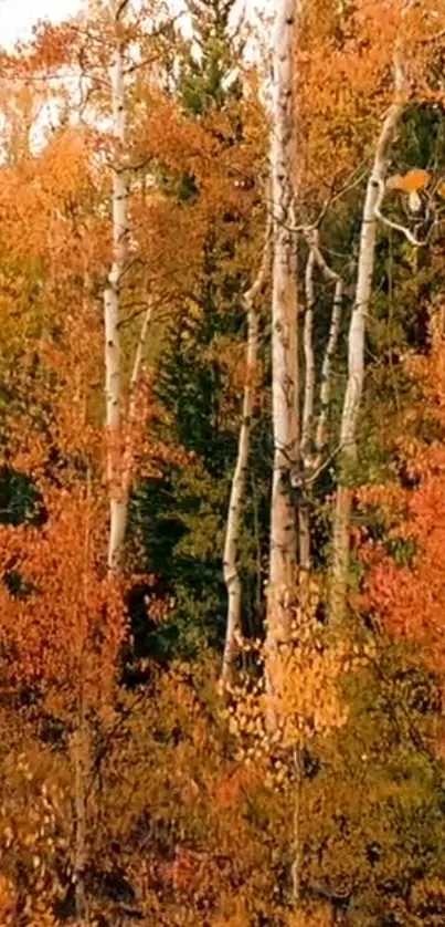 Vibrant autumn forest with birch trees and orange leaves.