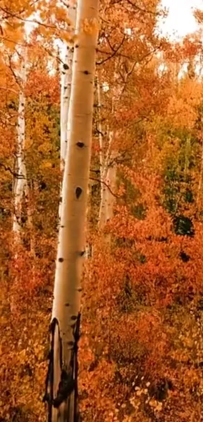 Autumn forest wallpaper with orange leaves and birch trees, illustrating fall beauty.